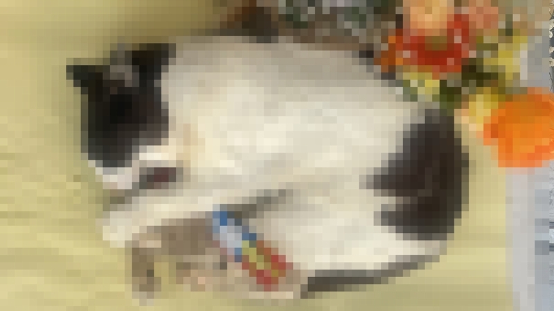 外猫のお弔い写真2