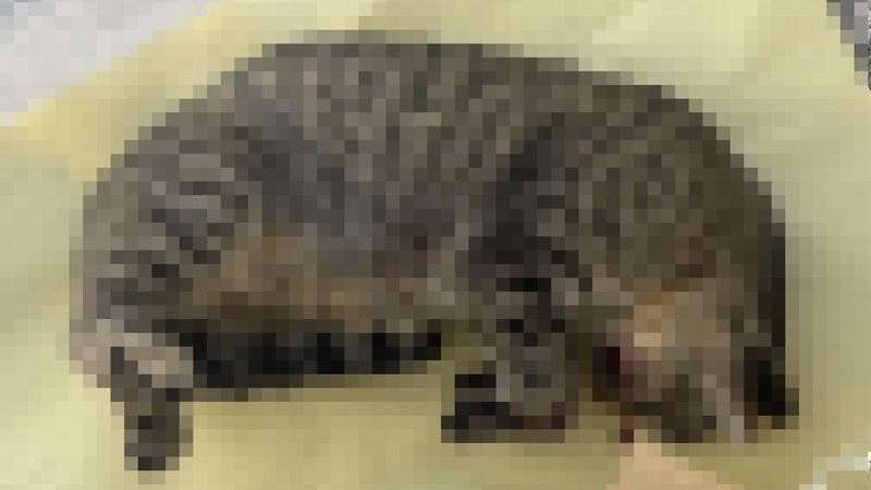 外猫のお弔い写真3