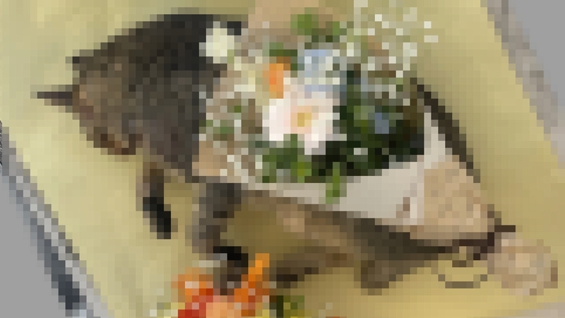外猫のお弔い写真4