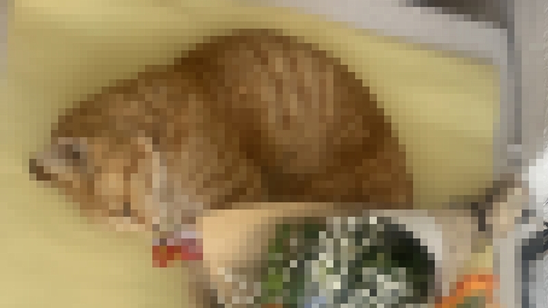 外猫のお弔い写真5